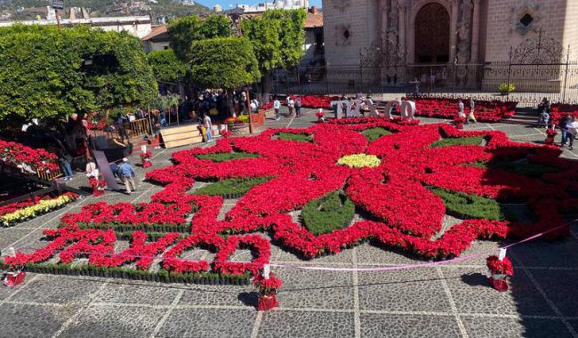 Taxco tiene la Flor de Nochebuena más grande del mundo | NTR ZACATECAS