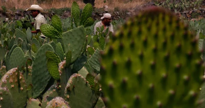 Impulsan construcción de 18 viveros de nopal forrajero