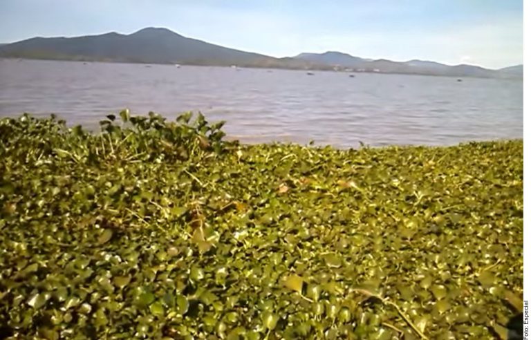 Alertan que Lago de Pátzcuaro podría desaparecer en 2030