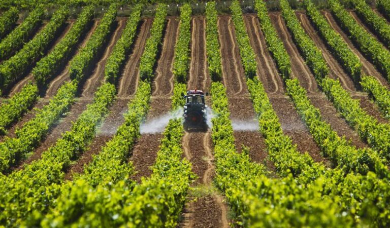 Inician dispersión de pagos de Producción para el Bienestar