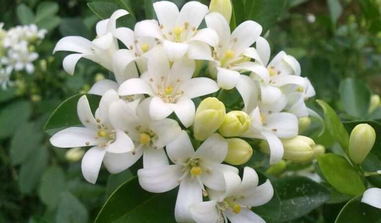 Piden evitar ingreso de flores a EU por festejo de Día de Muertos