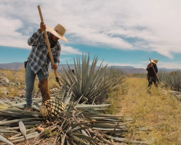 Carecen de impulso empresas mezcaleras