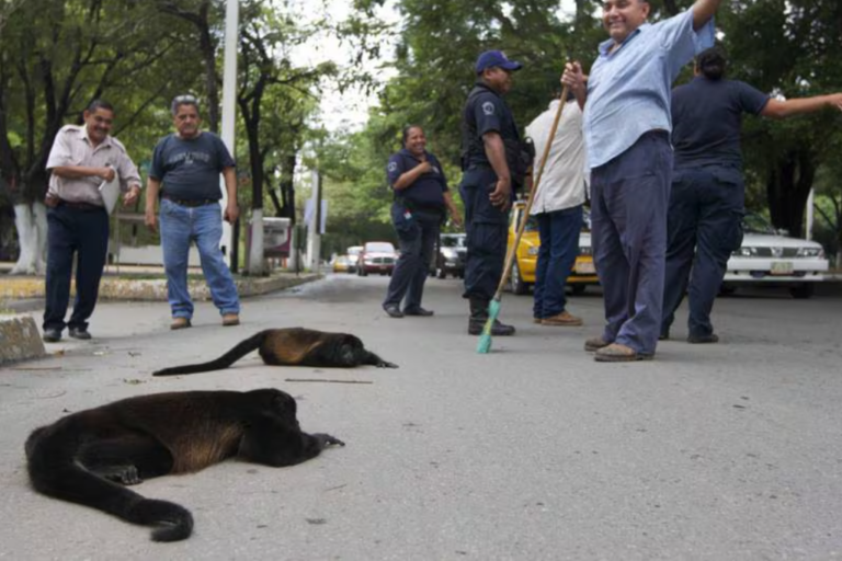 Ola de calor, implacable con monos aulladores; mueren ejemplares ahora en Veracruz