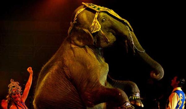 Prohibir animales en circos no pretende desaparecer espectáculo: PVEM