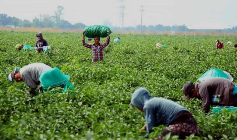 En Río Florido, 2 mil 200 jornaleros