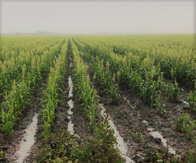 Insuficientes, lluvias para la captación de agua