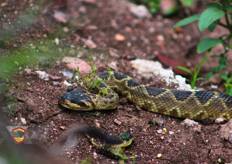 Aparece víbora de cascabel en Lomas del Lago