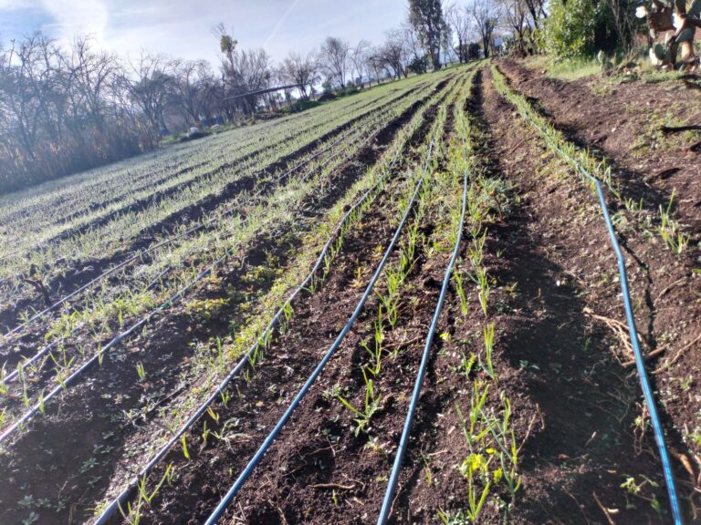 Parcela demostrativa, una opción para agricultores