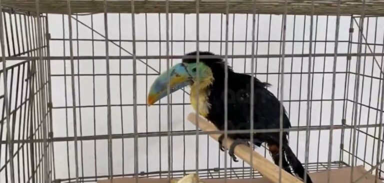Aseguran un tucán en Iztapalapa