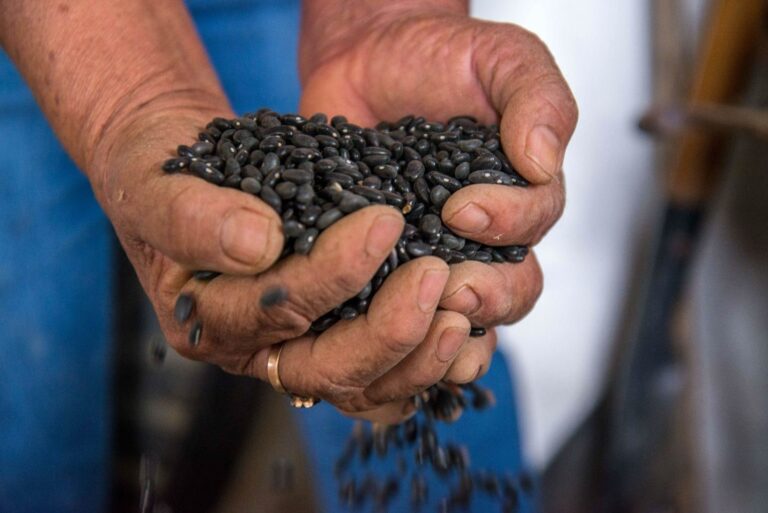 Luchan frijoleros por vender grano a $27