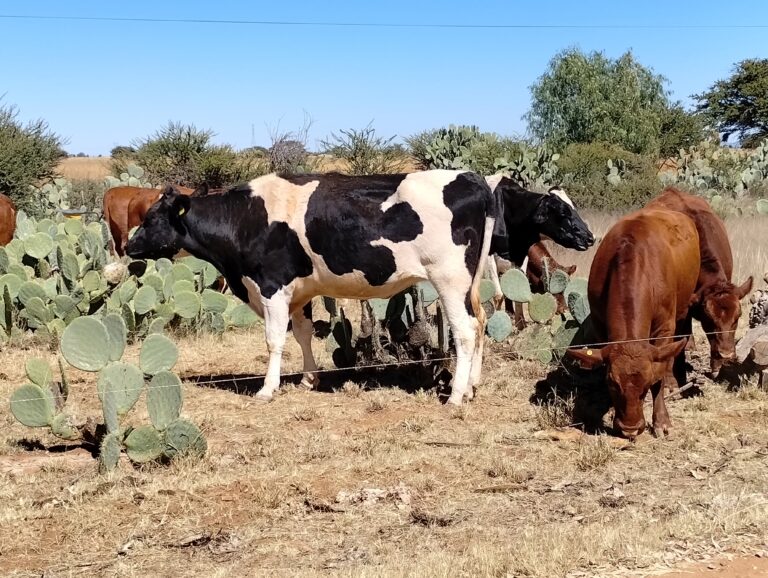 UAMVZ, pionera en la producción de ganado bovino