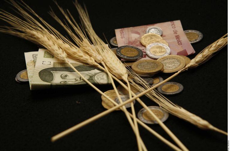 Cae la siembra de trigo en 47%
