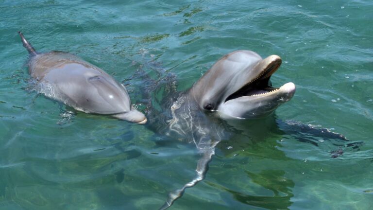 Detectan fentanilo en delfines del Golfo de México