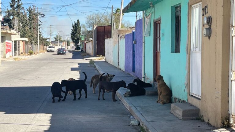 Reportan jauría de perros en la colonia Francisco Villa