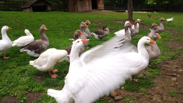 Merma sequía población de aves migratorias