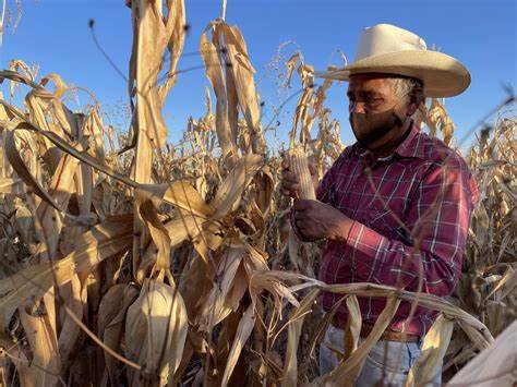 Zacatecas enfrenta crisis en producción de maíz - NTR Zacatecas