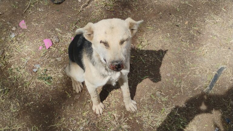 Denuncian aumento de perros callejeros
