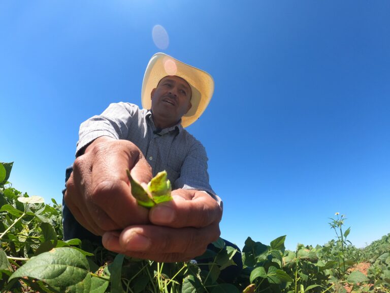 Disminuye cosecha de frijol en Zacatecas