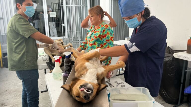 Registra SSZ más de 14 mil esterilizaciones