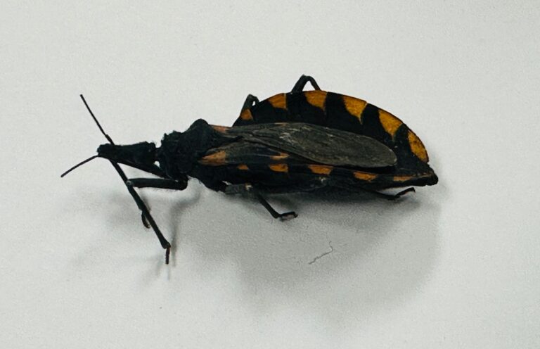 Trabaja SSZ en prevención de Enfermedad de Chagas