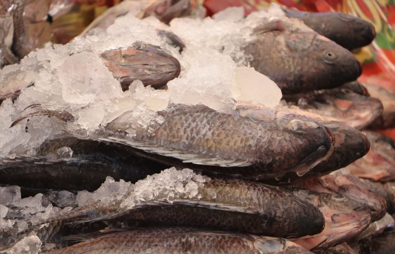 Emiten recomendaciones para consumo de mariscos