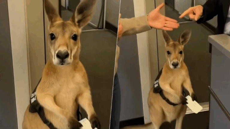 ¿Nos engañó la IA? El origen del video del canguro que no puede subir al vuelo