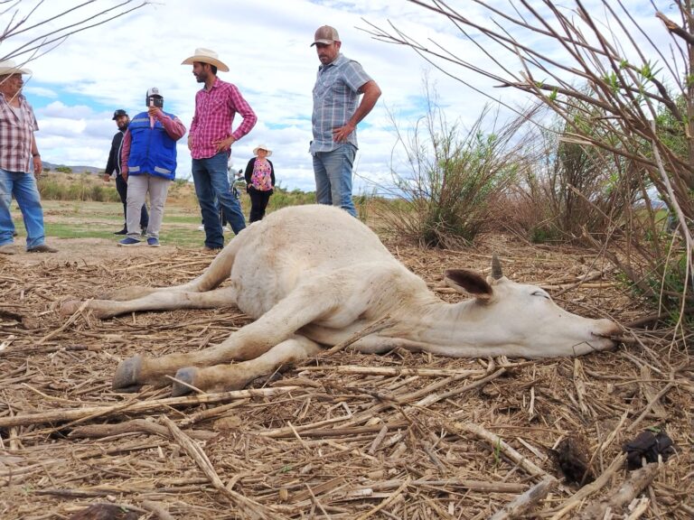 Mal manejo de vacunas, posible causa de muerte de ganado en Sombrerete