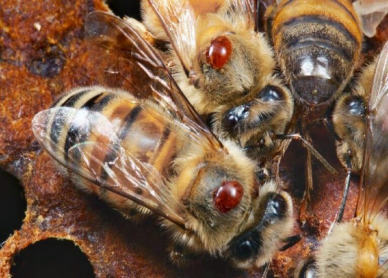 Imparten curso sobre varroasis a apicultores