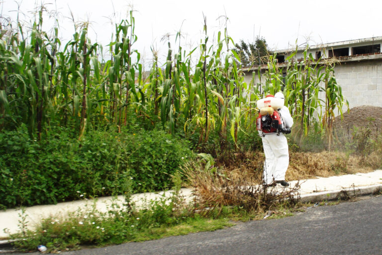 Invaden chapulines a ocho municipios