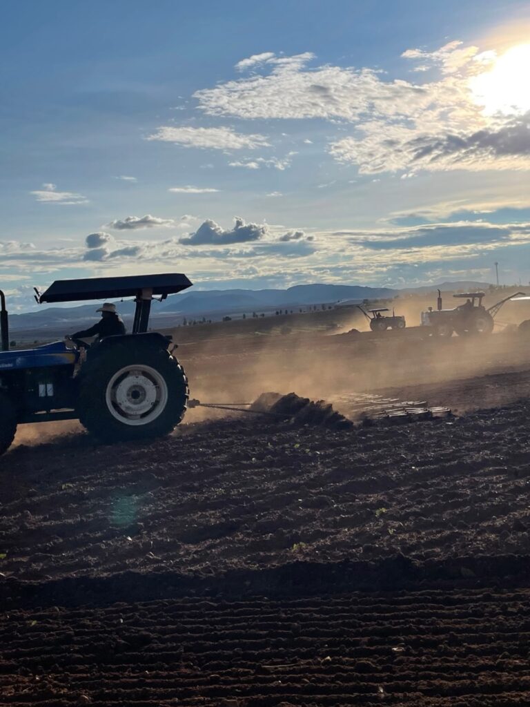 Se retrasa siembra de frijol por las lluvias en Sombrerete