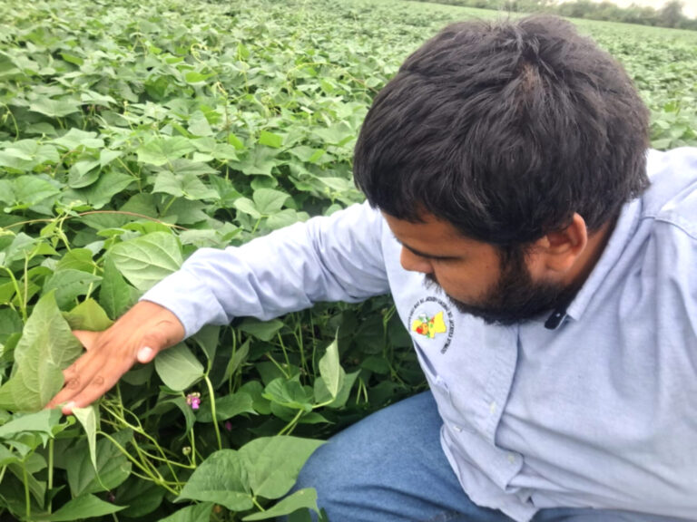 Busca AGRICULTURA proteger cultivos frente a plaga de chapulines