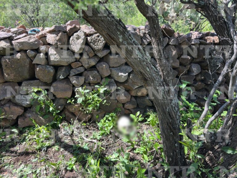 Por 3ra vez, Las Escarabajos hallan huesos en Jerez