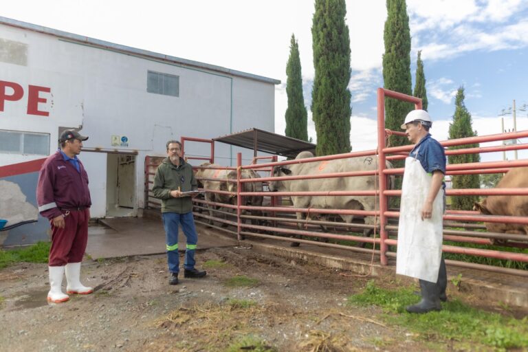 Fortalecen acciones para evitar la rabia paralítica bovina