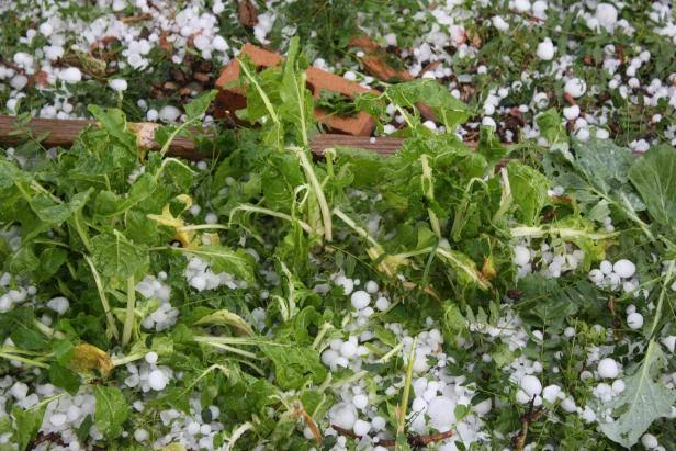 Granizada afecta cultivos en Tapias