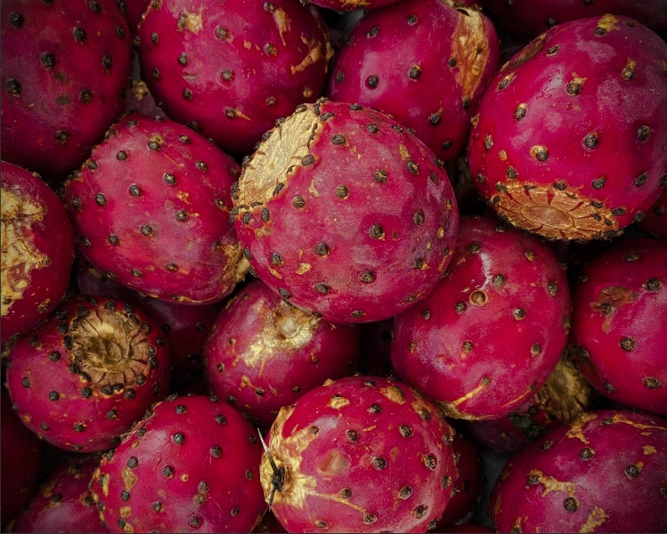 Buena producción de tunas; malos precios