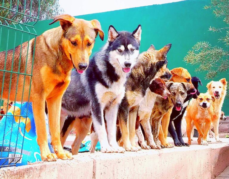 Invitan a apadrinar a perros y gatos