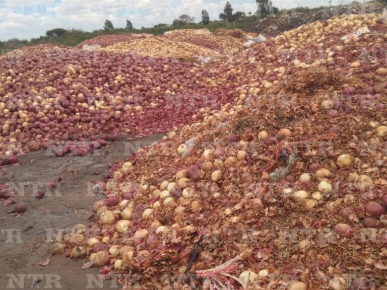 Sin garantías, para productores de cebolla