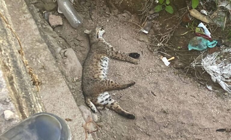 Hallan sin vida a un lince en Tabasco