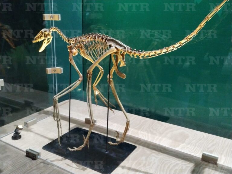 Vuelve El Legado de los Dinosaurios a Zacatecas