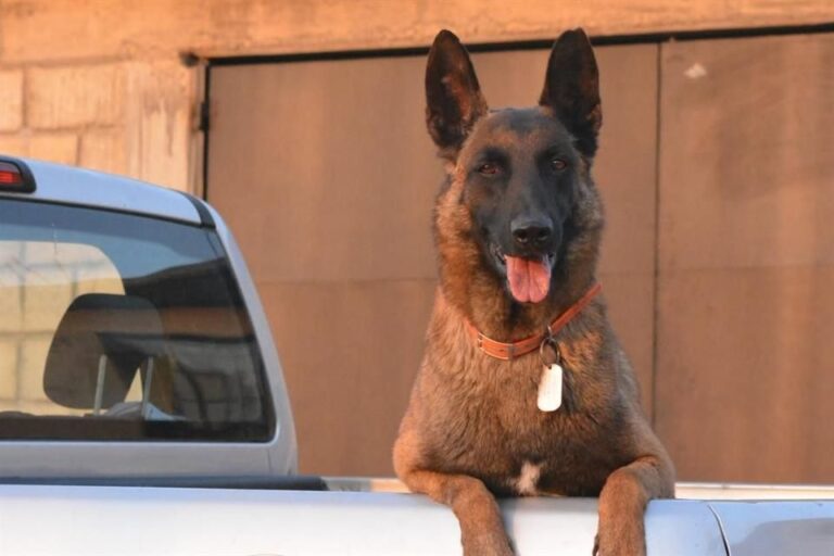 Despide UNAM a perro rescatista del 19-S
