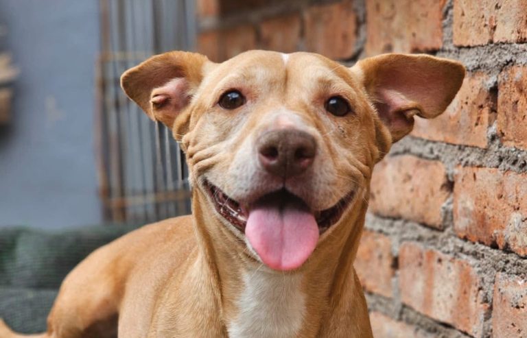 Anuncian campaña de vacunación y esterilización en la capital