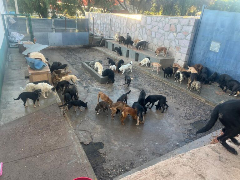 Piden no regalar mascotas irresponsablemente en fiestas decembrinas