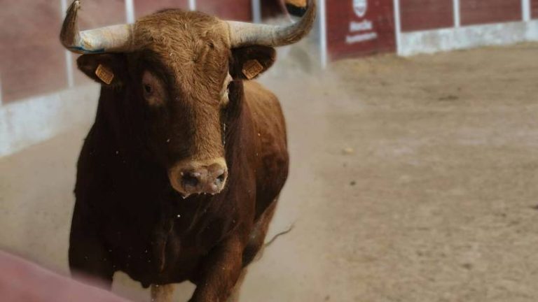 El arte de las corridas: Los 5 toreros favoritos de las apuestas en México