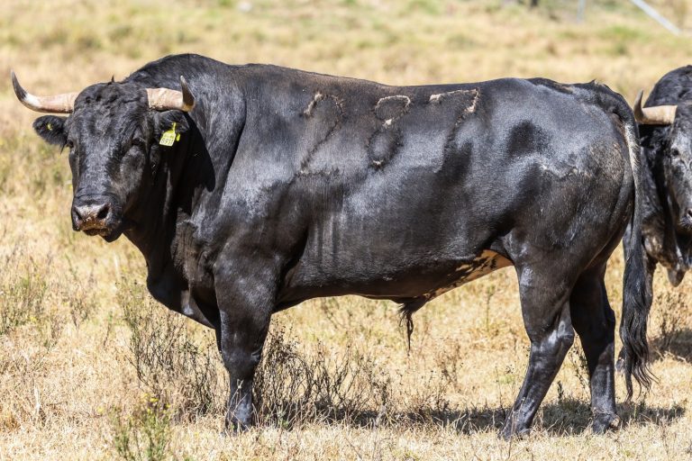 Mérida entra en la antesala de su Corrida Blanca; aprobados los toros del 97 aniversario