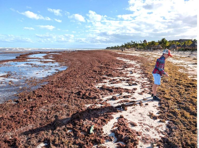 Avanzan toneladas de sargazo a Quintana Roo