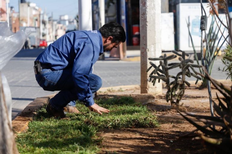 Buscan rescatar áreas verdes de El Mineral