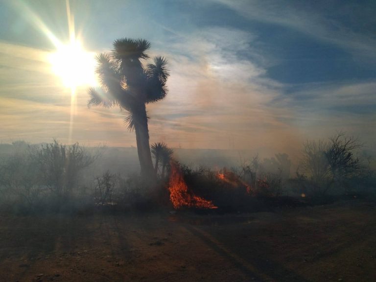 Incendios consumen 1,300 hectáreas