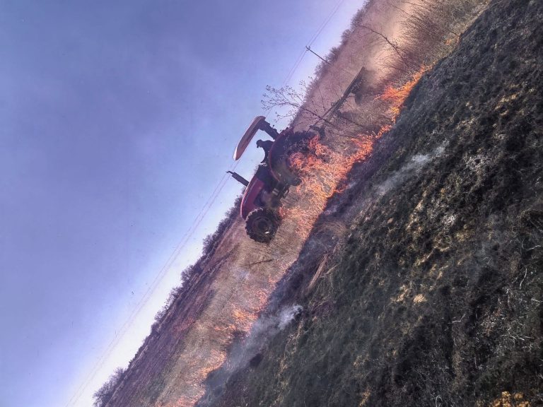 Arrasan incendios con 5 mil hectáreas