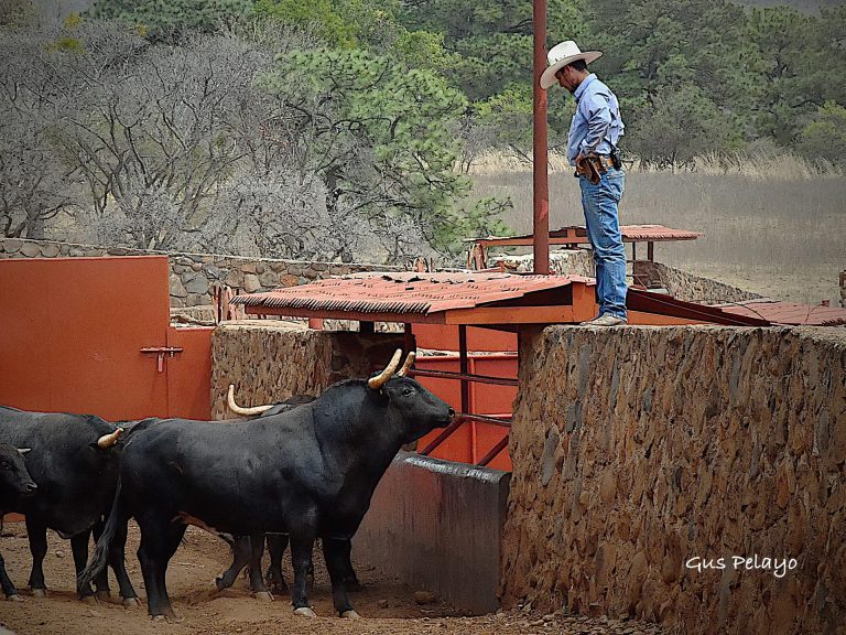 Los toros de San Constantino ya están en Guadalajara
