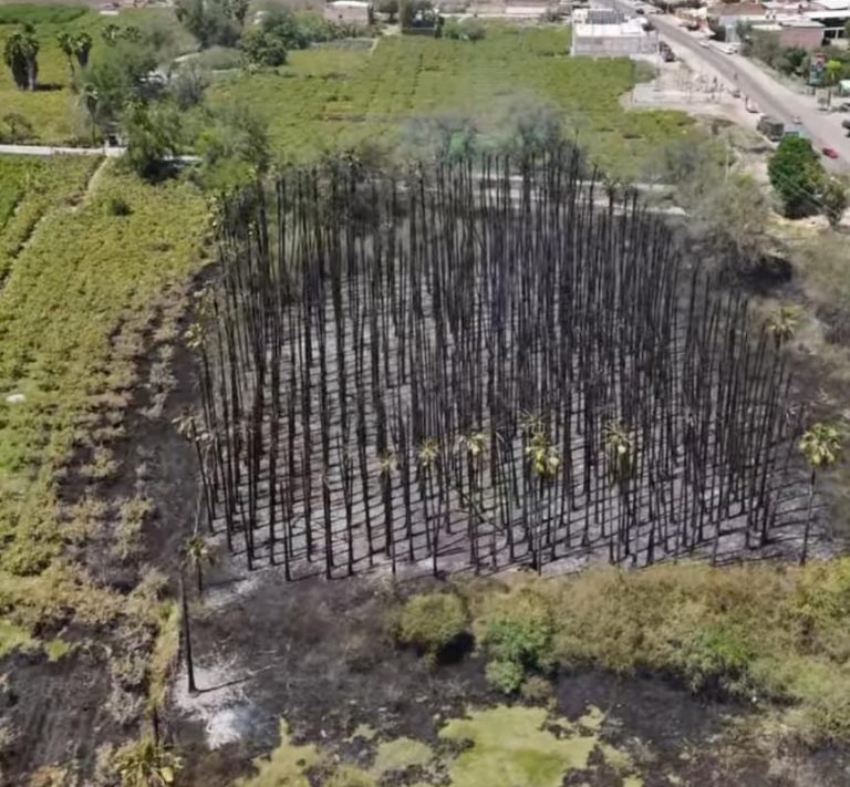Dañadas 15 hectáreas en 3 incendios